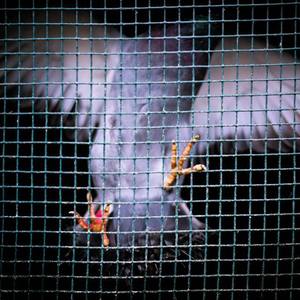 秋霞午夜视频在线观看
